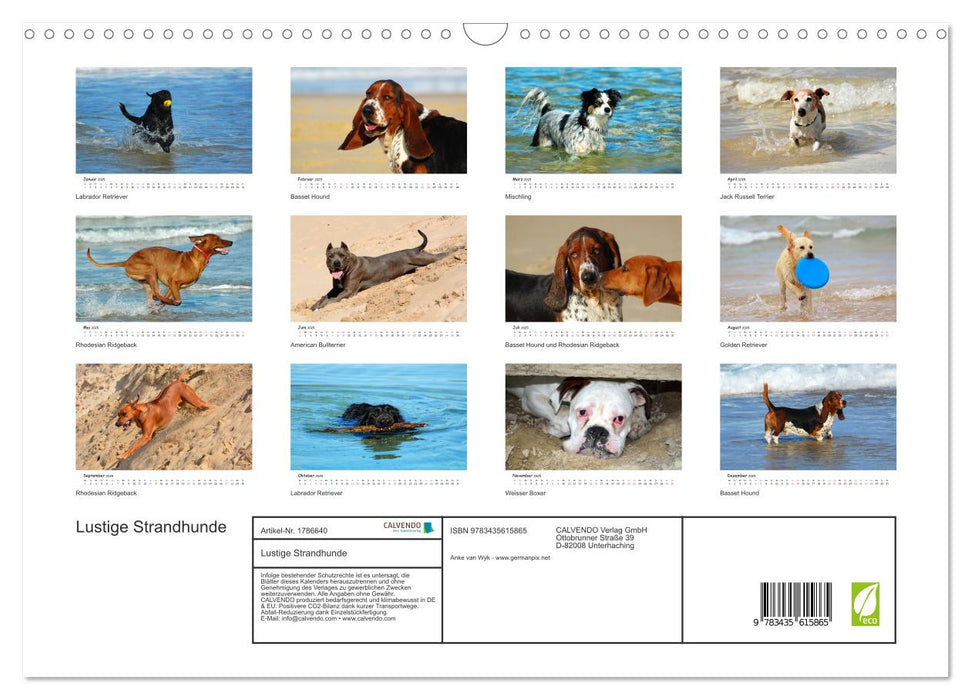 Lustige Strandhunde (CALVENDO Wandkalender 2025)