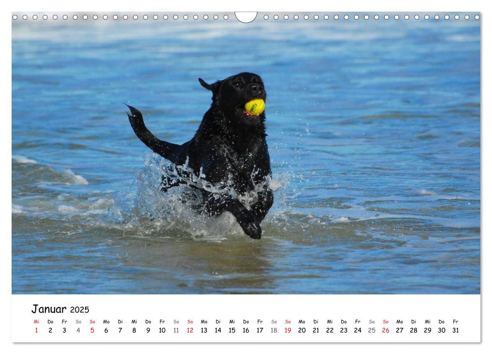 Lustige Strandhunde (CALVENDO Wandkalender 2025)