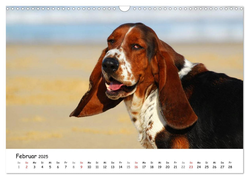 Lustige Strandhunde (CALVENDO Wandkalender 2025)