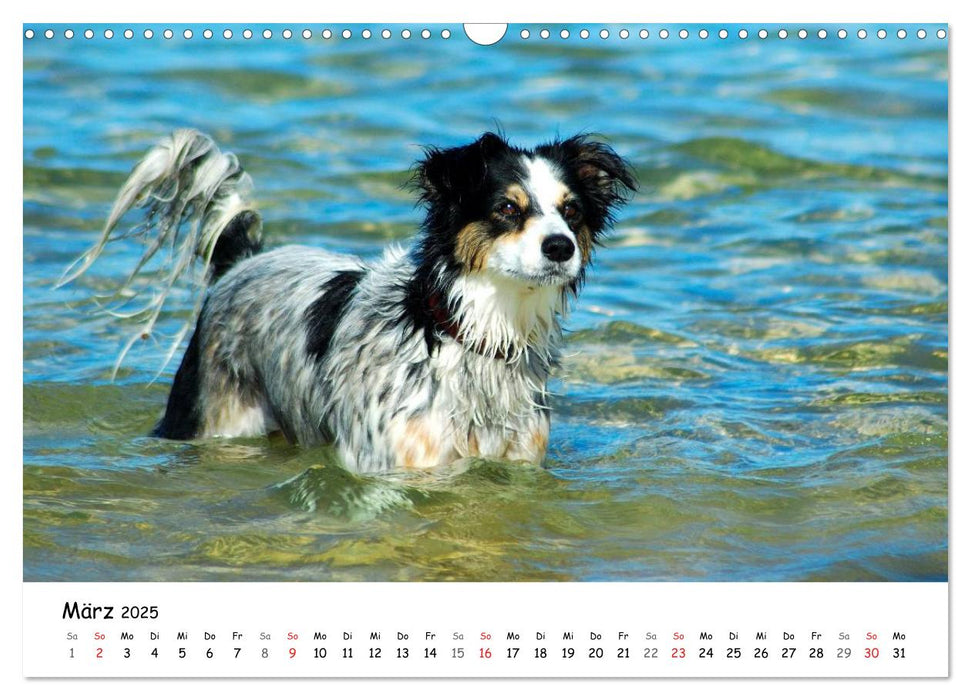 Lustige Strandhunde (CALVENDO Wandkalender 2025)