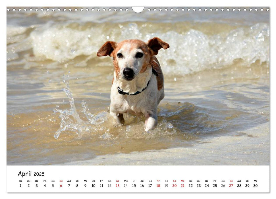 Lustige Strandhunde (CALVENDO Wandkalender 2025)