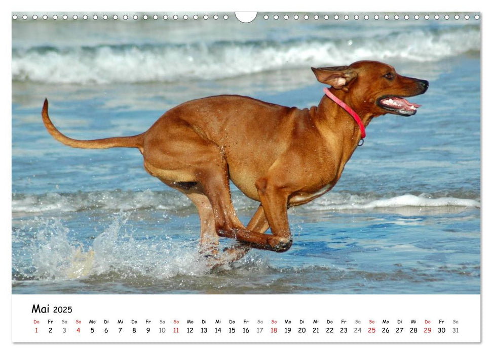 Lustige Strandhunde (CALVENDO Wandkalender 2025)