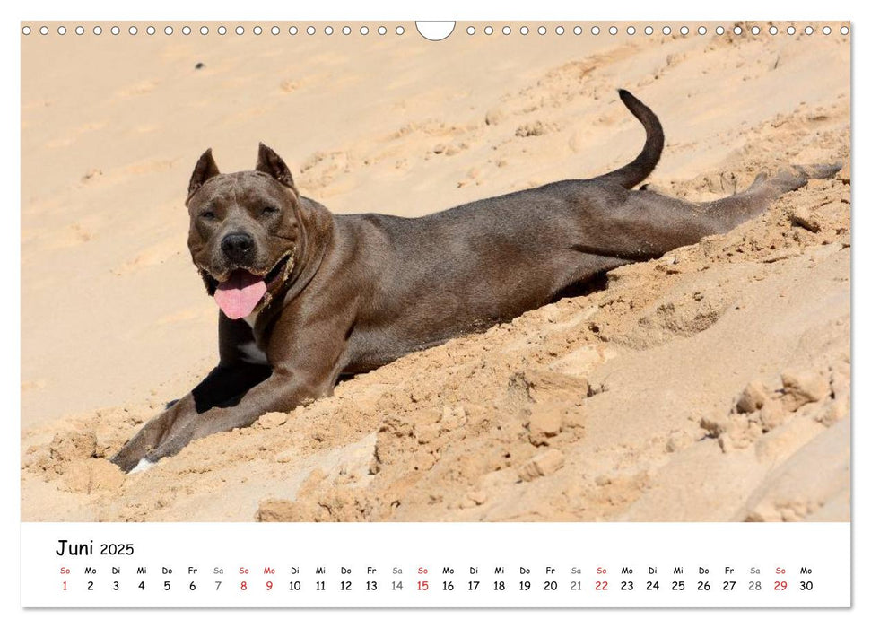 Lustige Strandhunde (CALVENDO Wandkalender 2025)