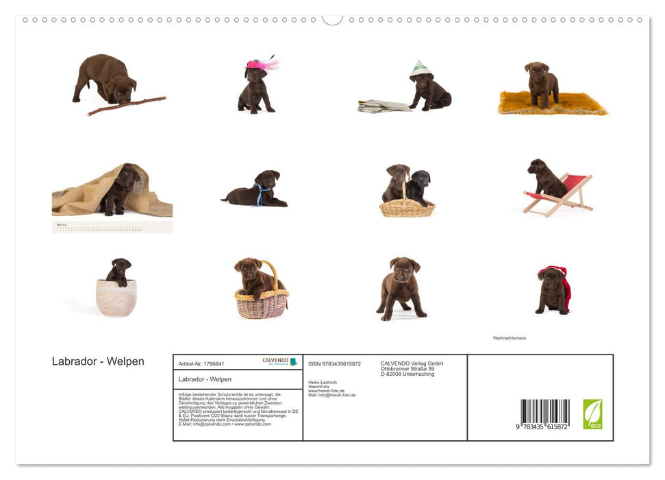 Labrador - Welpen (CALVENDO Premium Wandkalender 2025)