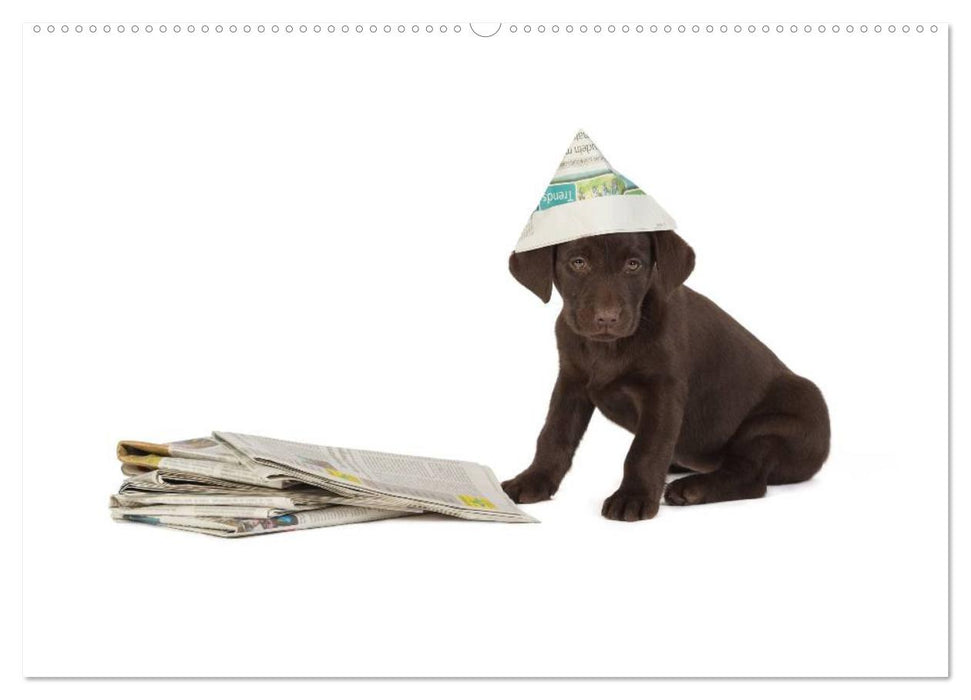 Labrador - Welpen (CALVENDO Premium Wandkalender 2025)