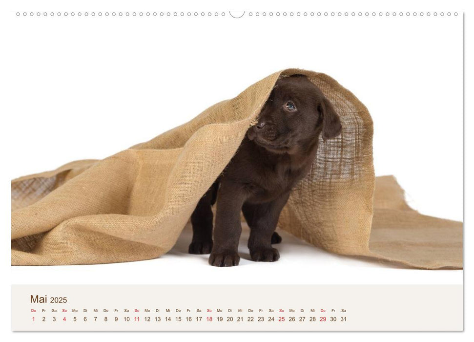 Labrador - Welpen (CALVENDO Premium Wandkalender 2025)