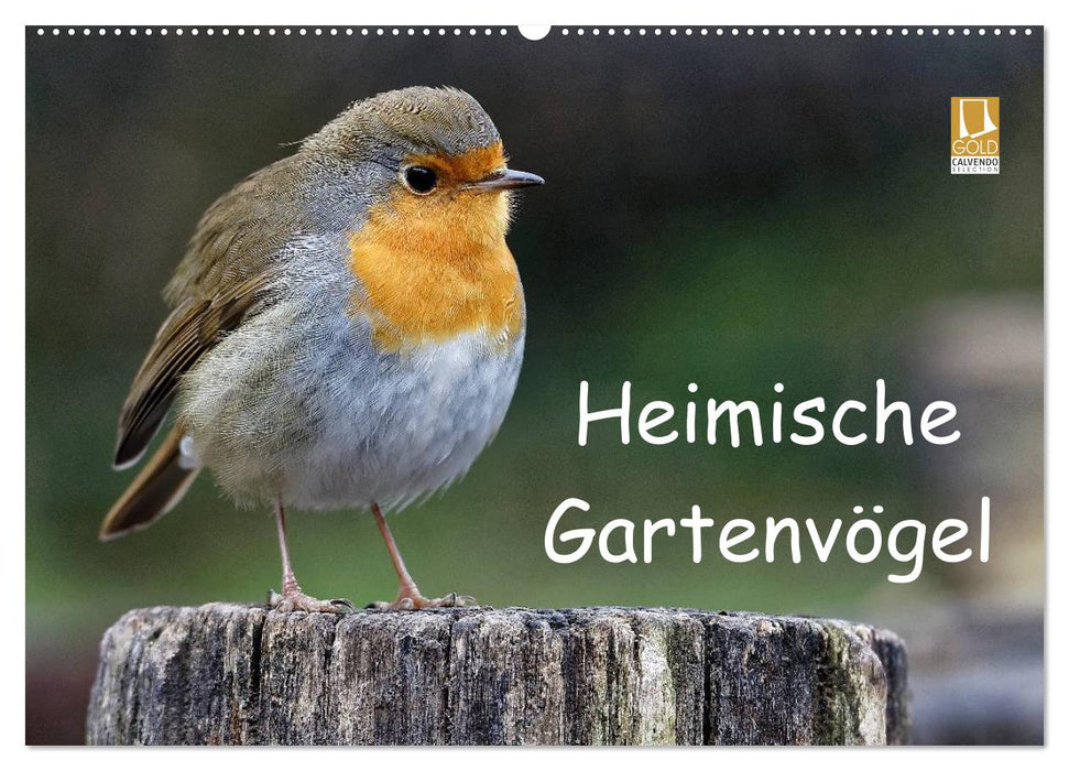 Heimische Gartenvögel (CALVENDO Wandkalender 2025)