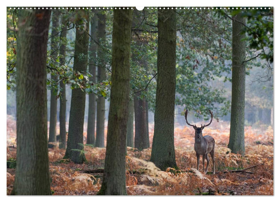 Emotionale Momente: Das Damwild. (CALVENDO Premium Wandkalender 2025)