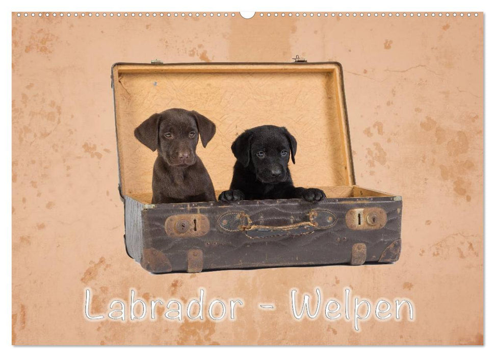 Labrador - Welpen (CALVENDO Wandkalender 2025)