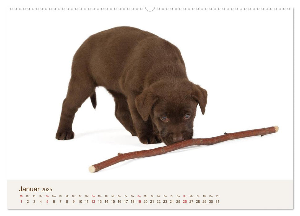 Labrador - Welpen (CALVENDO Wandkalender 2025)