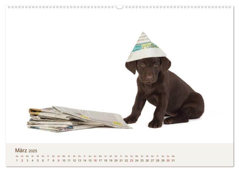 Labrador - Welpen (CALVENDO Wandkalender 2025)