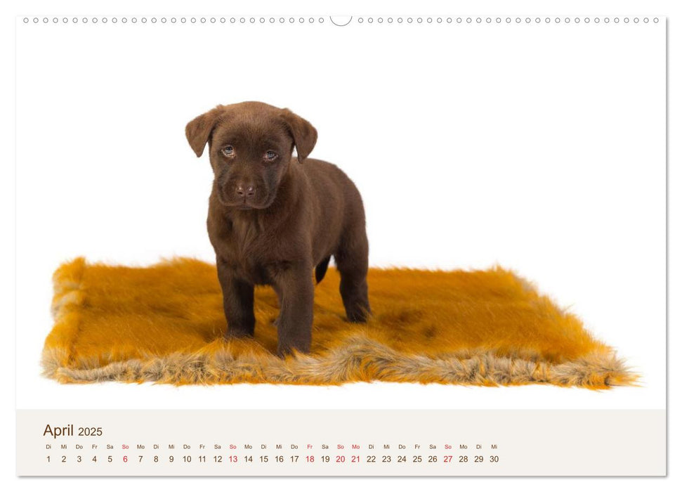 Labrador - Welpen (CALVENDO Wandkalender 2025)