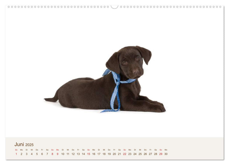 Labrador - Welpen (CALVENDO Wandkalender 2025)