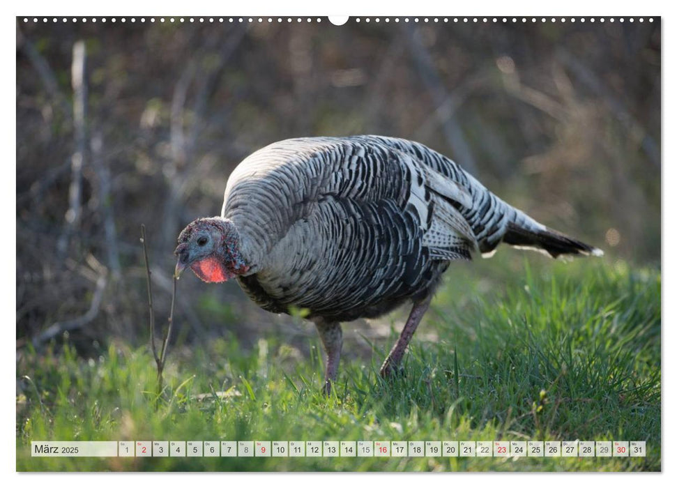 Emotionale Momente: Der Truthahn. (CALVENDO Wandkalender 2025)