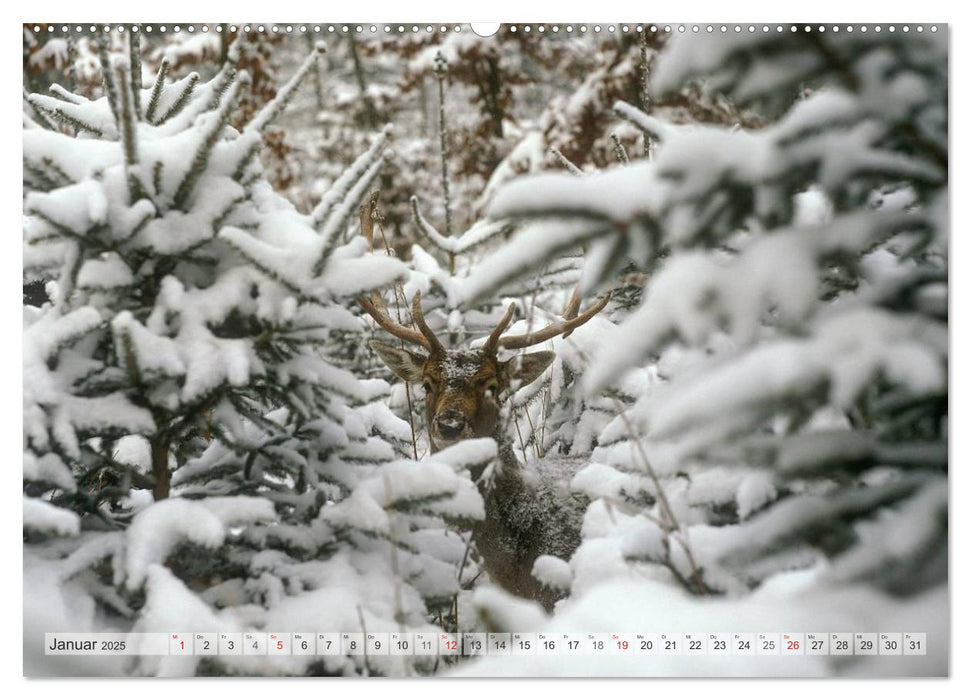 Emotionale Momente: Das Damwild. (CALVENDO Wandkalender 2025)