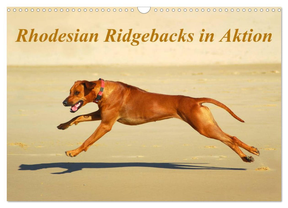 Rhodesian Ridgebacks in Aktion (CALVENDO Wandkalender 2025)