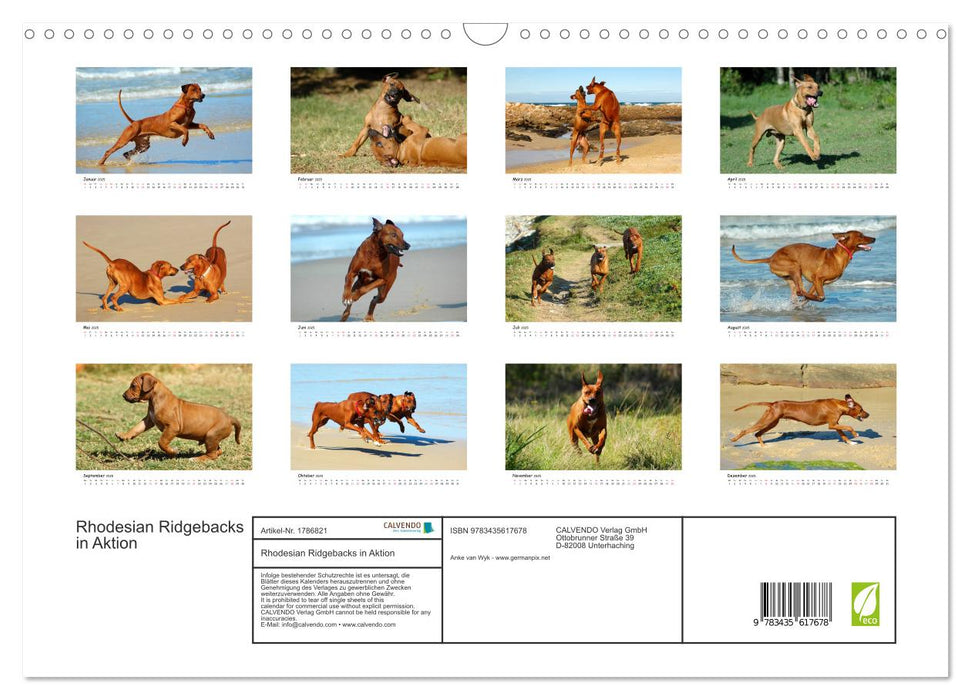 Rhodesian Ridgebacks in Aktion (CALVENDO Wandkalender 2025)