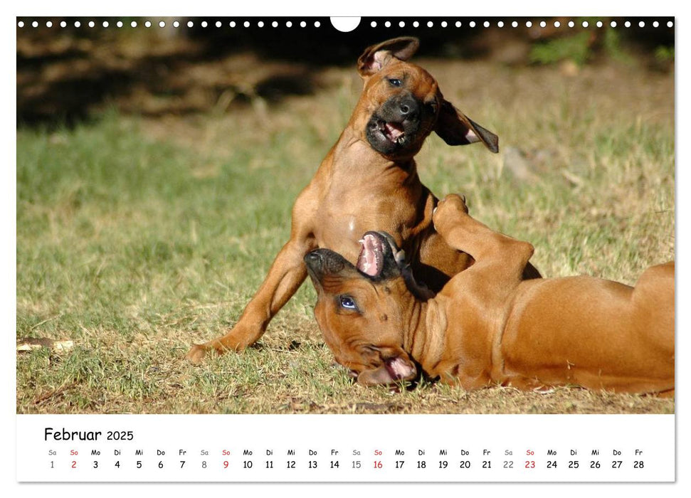 Rhodesian Ridgebacks in Aktion (CALVENDO Wandkalender 2025)