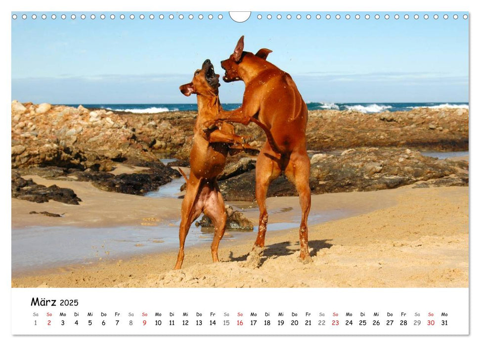 Rhodesian Ridgebacks in Aktion (CALVENDO Wandkalender 2025)