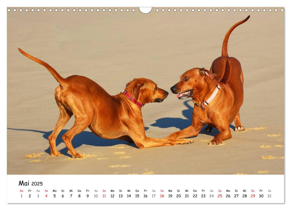 Rhodesian Ridgebacks in Aktion (CALVENDO Wandkalender 2025)