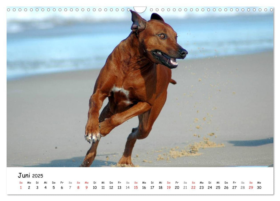 Rhodesian Ridgebacks in Aktion (CALVENDO Wandkalender 2025)