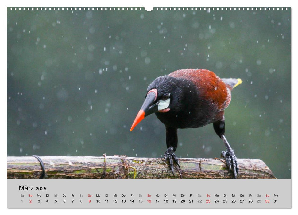 Costa Rica (CALVENDO Premium Wandkalender 2025)