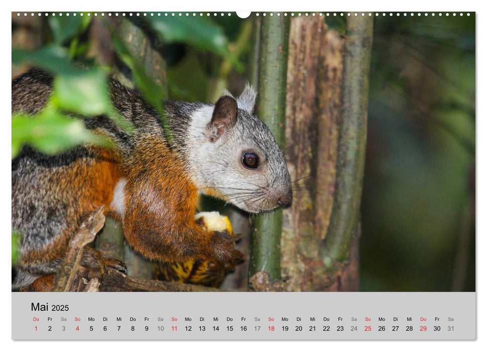 Costa Rica (CALVENDO Premium Wandkalender 2025)