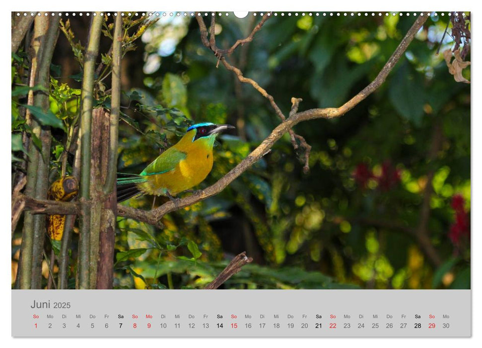 Costa Rica - Exotische Vögel im Regenwald (CALVENDO Premium Wandkalender 2025)