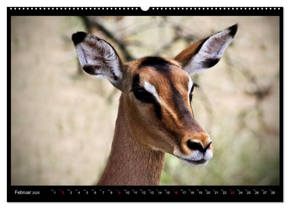 SÜDAFRIKA Augenblicke (CALVENDO Premium Wandkalender 2025)