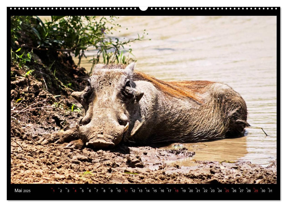 SÜDAFRIKA Augenblicke (CALVENDO Premium Wandkalender 2025)