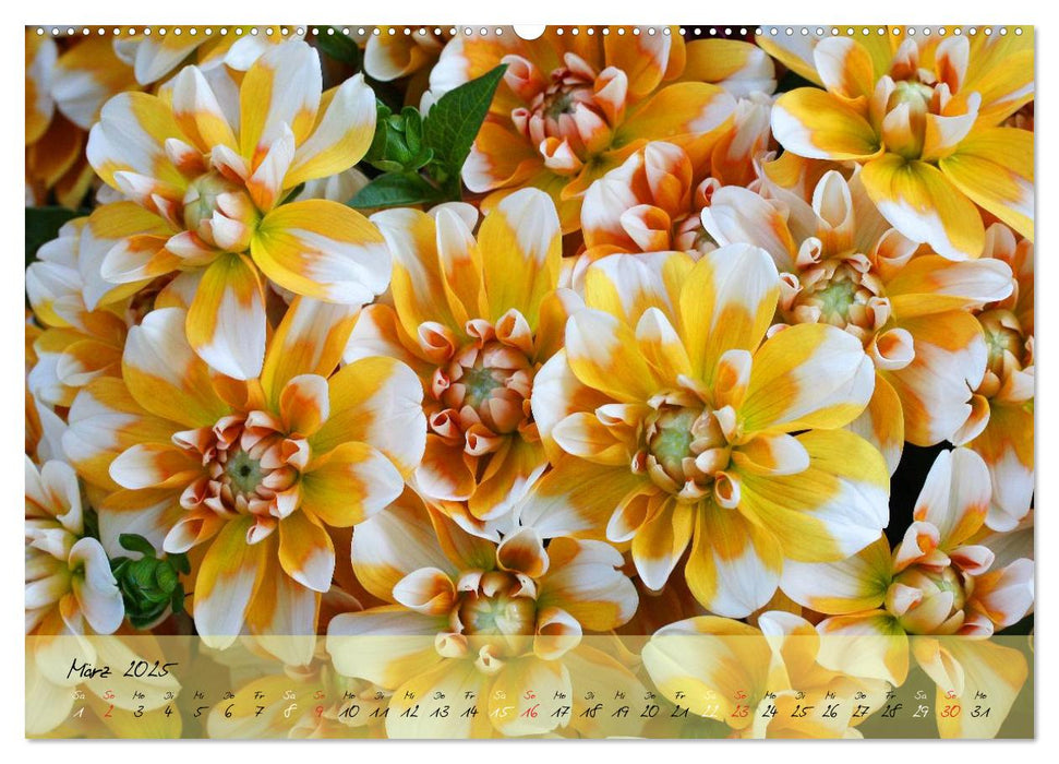 Blüten dicht an dicht (CALVENDO Premium Wandkalender 2025)
