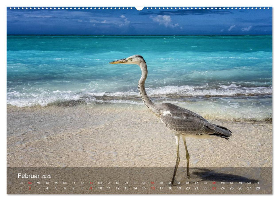 Malediven Impressionen aus dem Paradies (CALVENDO Premium Wandkalender 2025)