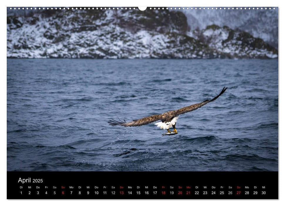 Lofoten Impressionen von Armin Fuchs (CALVENDO Premium Wandkalender 2025)