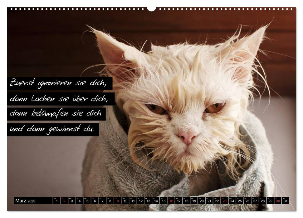 Der "philosophische" Katzenkalender 2025 (CALVENDO Premium Wandkalender 2025)