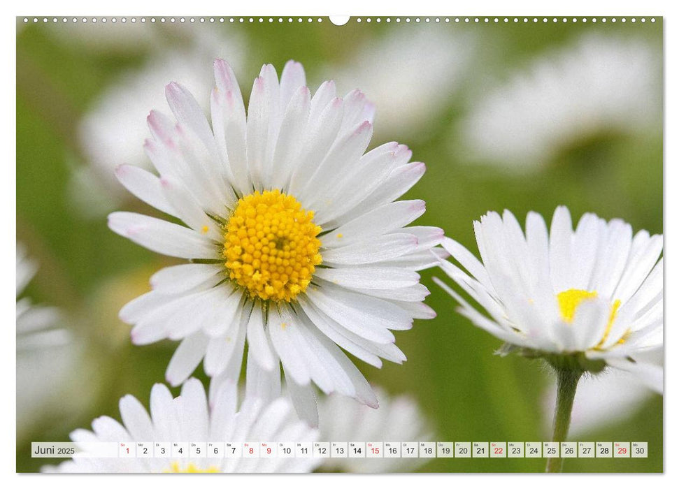 Blütentanz in Weiß (CALVENDO Premium Wandkalender 2025)