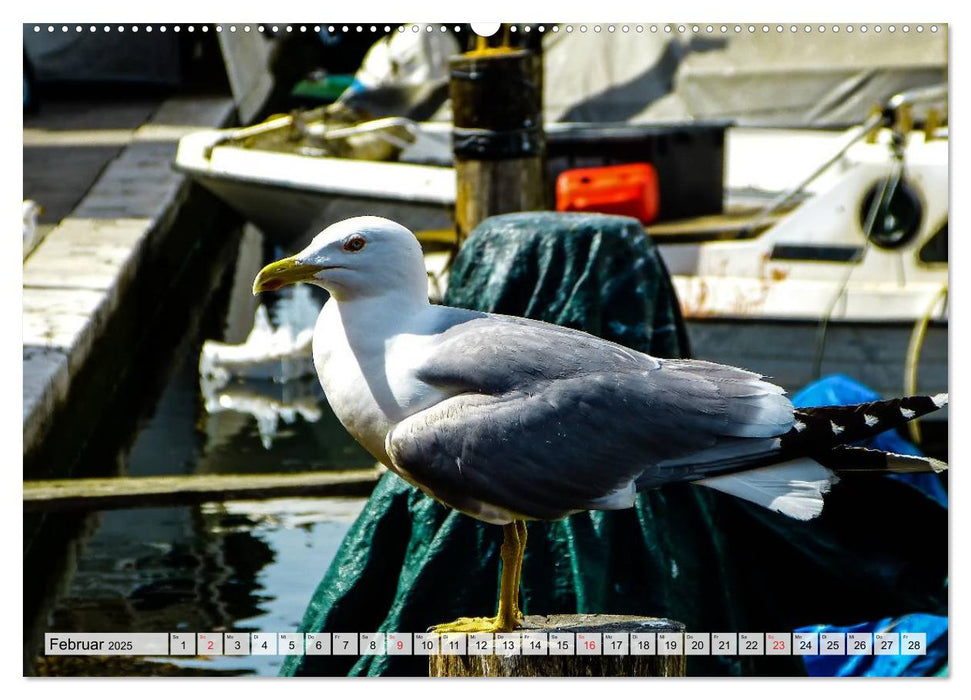 Chioggia - Venedigs kleine Schwester (CALVENDO Premium Wandkalender 2025)