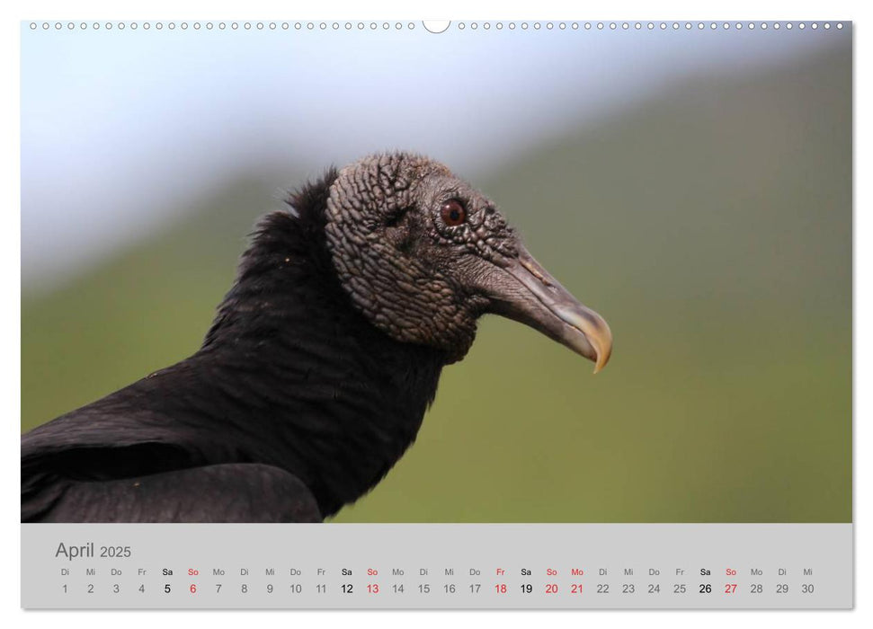 Costa Rica - Exotische Vögel im Regenwald (CALVENDO Wandkalender 2025)