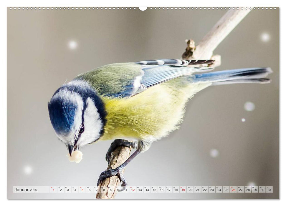 NATUR PUR Heimische Singvögel (CALVENDO Premium Wandkalender 2025)