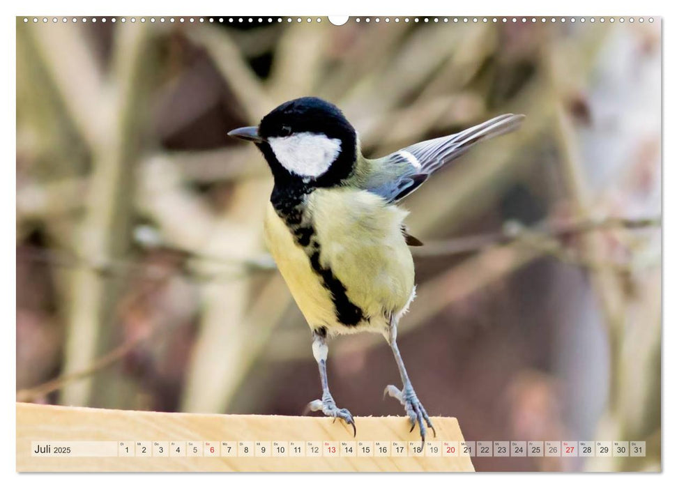 NATUR PUR Heimische Singvögel (CALVENDO Premium Wandkalender 2025)