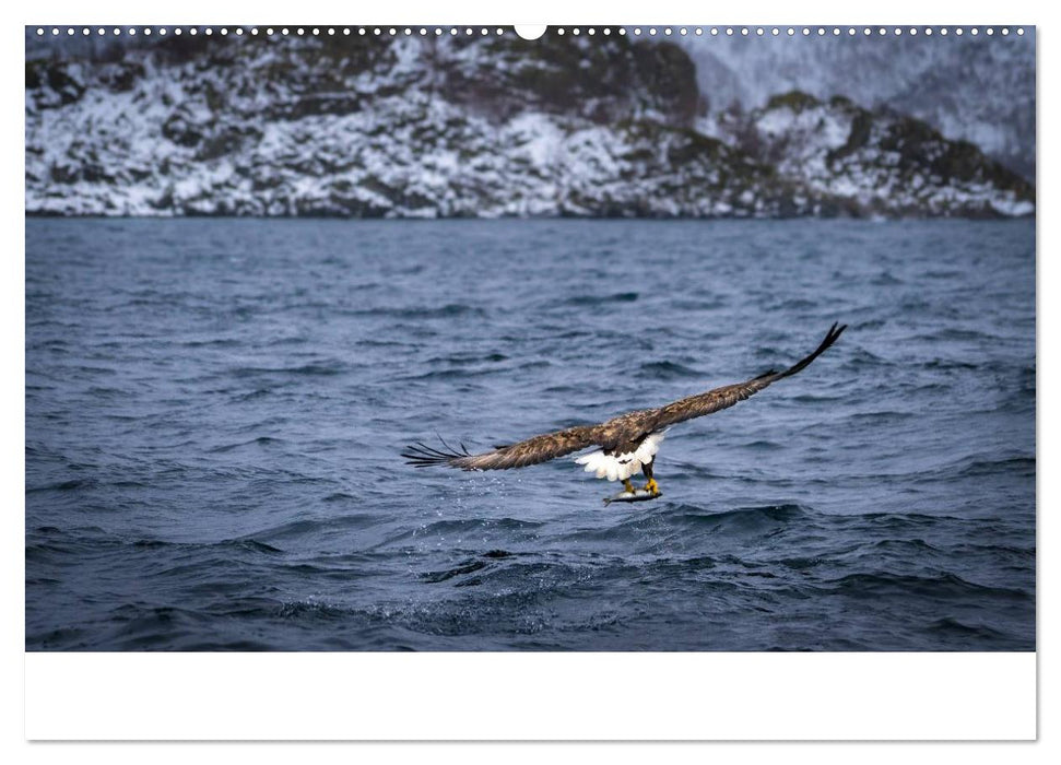 Lofoten Impressionen von Armin Fuchs (CALVENDO Wandkalender 2025)