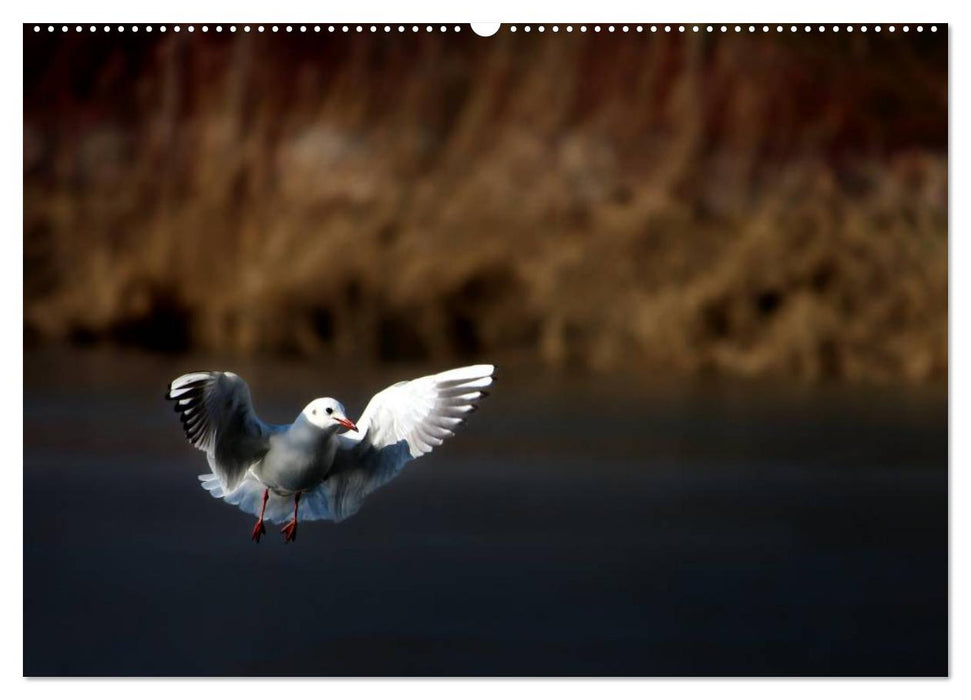 Vögel am Chemnitzer Schlossteich (CALVENDO Premium Wandkalender 2025)