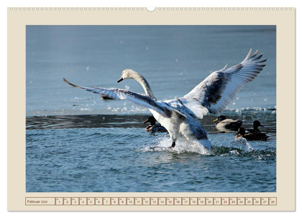 Vögel am Chemnitzer Schlossteich (CALVENDO Premium Wandkalender 2025)