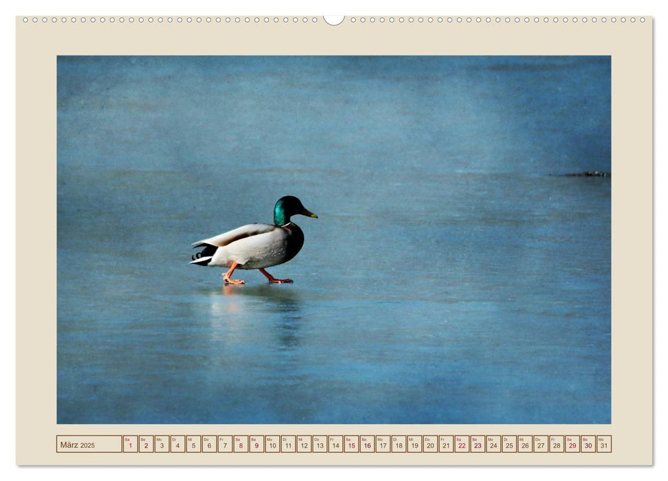 Vögel am Chemnitzer Schlossteich (CALVENDO Premium Wandkalender 2025)