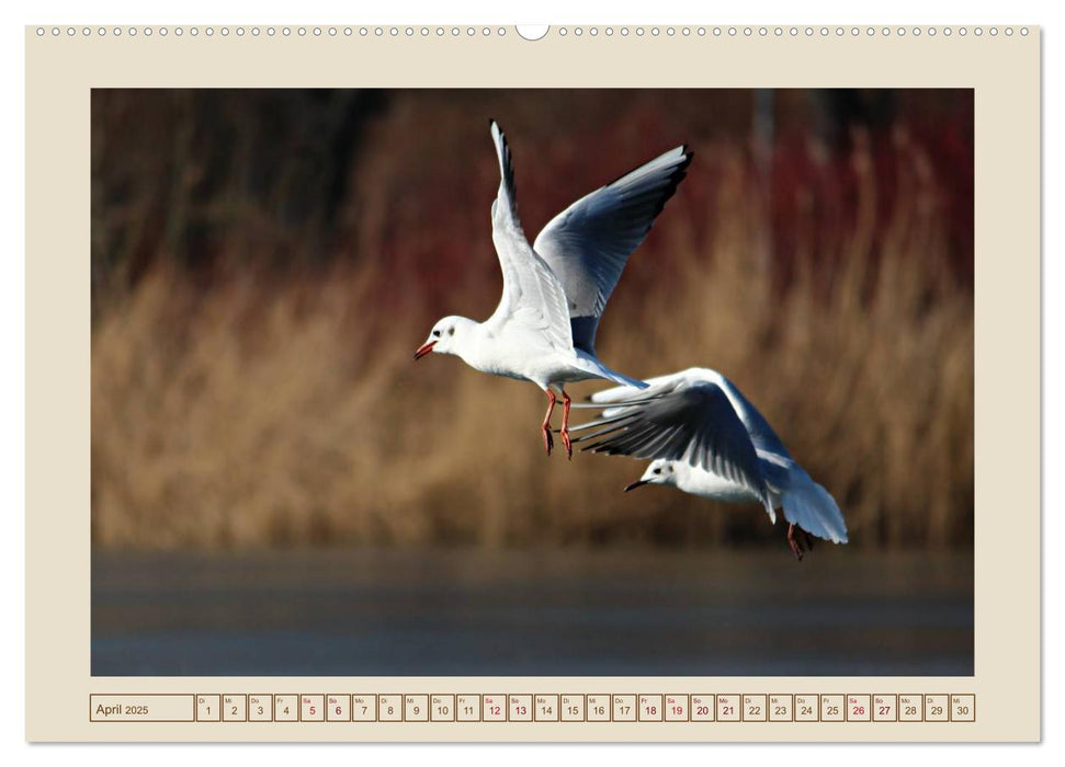 Vögel am Chemnitzer Schlossteich (CALVENDO Premium Wandkalender 2025)