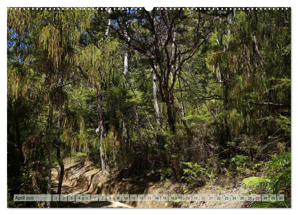 Primärwald - Neuseeland (CALVENDO Premium Wandkalender 2025)