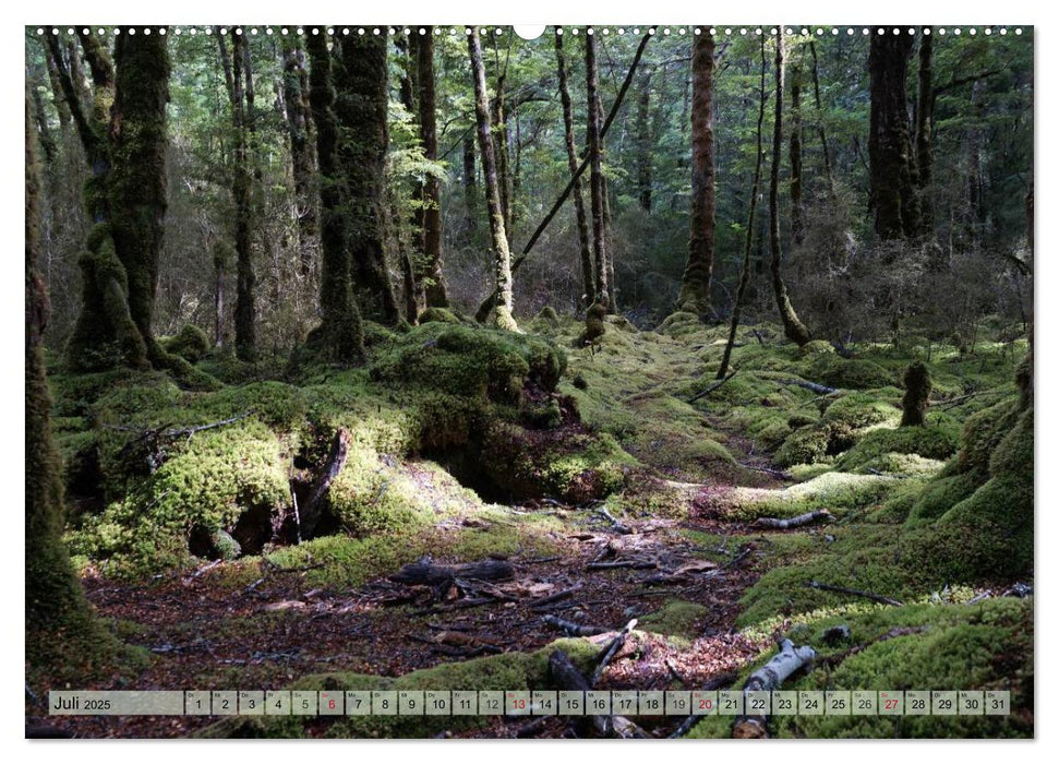 Primärwald - Neuseeland (CALVENDO Premium Wandkalender 2025)