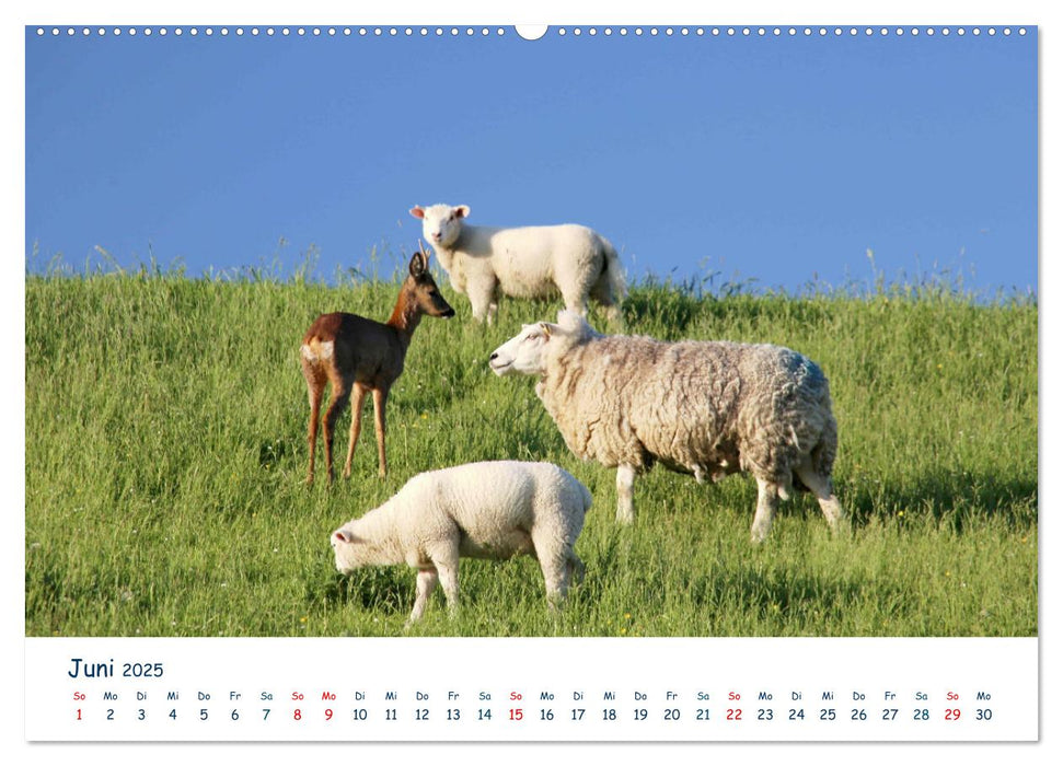 Butjadingen. Impressionen zwischen Jade und Nordsee (CALVENDO Premium Wandkalender 2025)