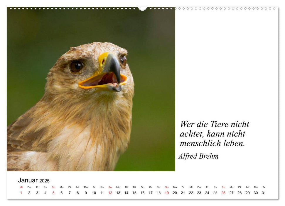 Tierische Weisheiten (CALVENDO Premium Wandkalender 2025)