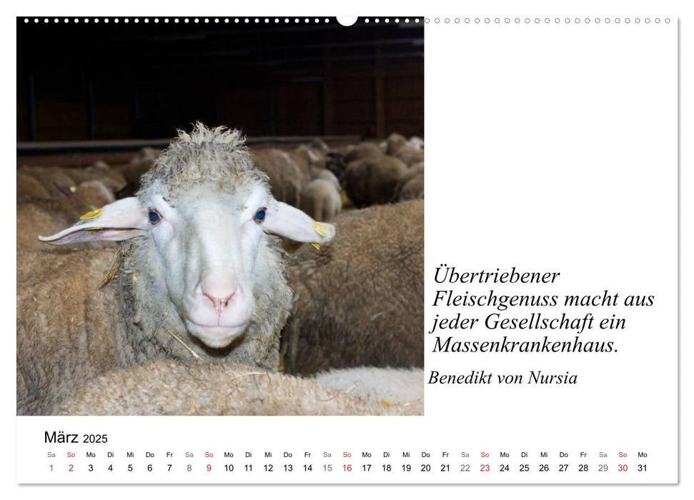 Tierische Weisheiten (CALVENDO Premium Wandkalender 2025)