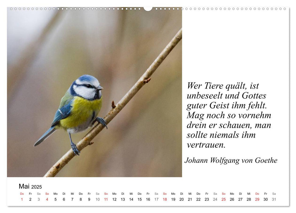 Tierische Weisheiten (CALVENDO Premium Wandkalender 2025)